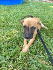 Black Mouth Cur Dogs for adoption in Osteen, FL, USA