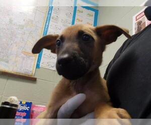 German Shepherd Dog-Unknown Mix Dogs for adoption in Tulsa, OK, USA