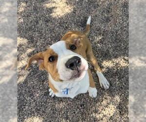 American Pit Bull Terrier-Labrador Retriever Mix Dogs for adoption in Fort Collins, CO, USA