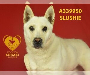 American Eskimo Dog Dogs for adoption in Stockton, CA, USA