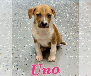 Lab-Pointer Dogs for adoption in Lakewood, CO, USA