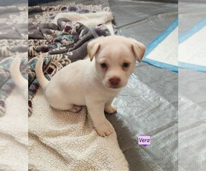 Dachshund-Unknown Mix Dogs for adoption in Brewster, NY, USA