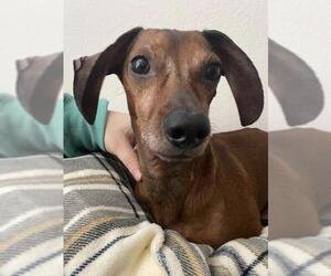 Dachshund Dogs for adoption in Friendswood, TX, USA