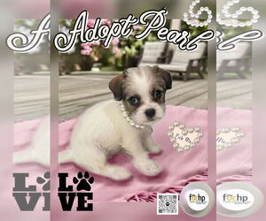 Shih Tzu Dogs for adoption in Menifee, CA, USA