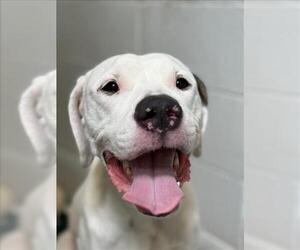 American Bulldog Dogs for adoption in Toronto, Ontario, Canada