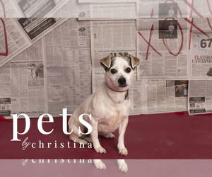 Chihuahua-Unknown Mix Dogs for adoption in Foristell, MO, USA