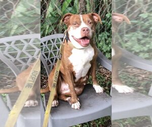 American Pit Bull Terrier Dogs for adoption in Weston, FL, USA