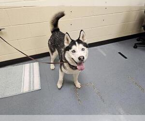 Siberian Husky Dogs for adoption in Denver, CO, USA