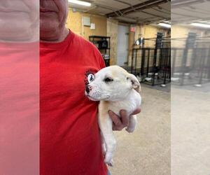 Mutt Dogs for adoption in Calgary, Alberta, Canada