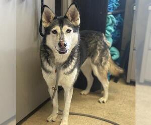 Siberian Husky Dogs for adoption in Camarillo, CA, USA