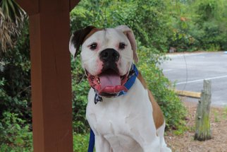 Boxer Dogs for adoption in New Port Richey, FL, USA