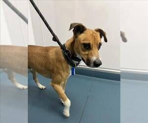 Mutt Dogs for adoption in Fort Collins, CO, USA