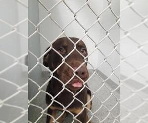 Labrador Retriever Dogs for adoption in Naples, FL, USA