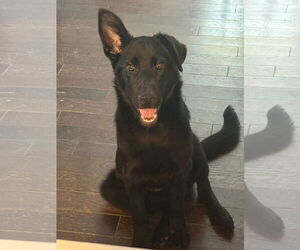 Labrador Retriever-Unknown Mix Dogs for adoption in Germantown, OH, USA