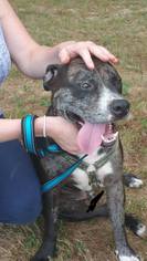Catahoula Leopard Dog Dogs for adoption in Wolfeboro, NH, USA
