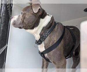 American Bulldog-Unknown Mix Dogs for adoption in Houston, TX, USA