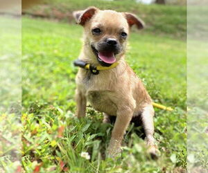 Cheeks Dogs for adoption in Pacolet, SC, USA