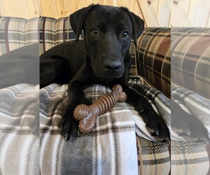 Labrador Retriever Dogs for adoption in Bardstown, KY, USA