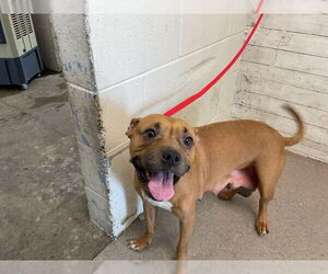 American Pit Bull Terrier Dogs for adoption in San Bernardino, CA, USA