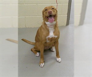 Labrador Retriever-Unknown Mix Dogs for adoption in Sanford, FL, USA