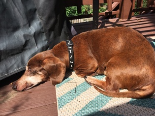Dachshund Dogs for adoption in South Weymouth, SC, USA