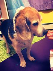 Beagle Dogs for adoption in Baltimore, MD, USA