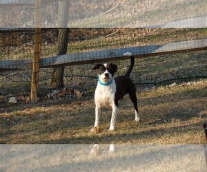 Boglen Terrier Dogs for adoption in Pittstown, NJ, USA