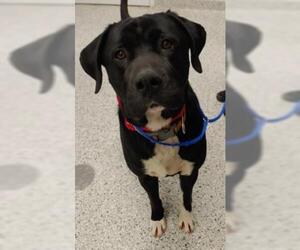 Mastador Dogs for adoption in Kansas City, MO, USA