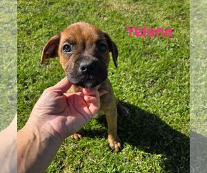 Boxer Dogs for adoption in Dumont, NJ, USA