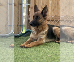 German Shepherd Dog Dogs for adoption in San Diego, CA, USA