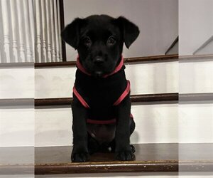 Borador Dogs for adoption in pomfret, CT, USA