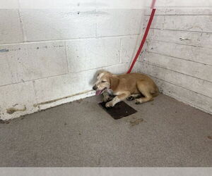 Tibetan Terrier Dogs for adoption in San Bernardino, CA, USA