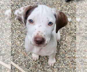 German Shorthaired Lab Dogs for adoption in Lakewood, CO, USA