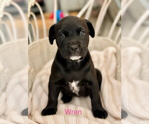 American Bulldog-American Staffordshire Terrier Mix Dogs for adoption in Lawrenceville, NJ, USA