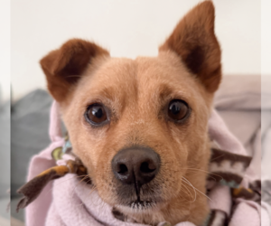 Dachshund-Unknown Mix Dogs for adoption in San Ramon, CA, USA