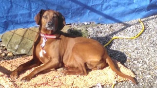 Medium Photo #1 Redbone Coonhound Puppy For Sale in Hayesville, NC, USA