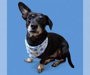 Dachshund-Unknown Mix Dogs for adoption in Bakersfield, CA, USA