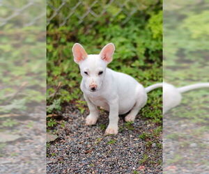 Mutt Dogs for adoption in Webster, WI, USA