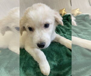 Golden Retriever-Unknown Mix Dogs for adoption in Pottstown, PA, USA