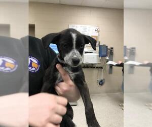 Labrador Retriever-Unknown Mix Dogs for adoption in Conroe, TX, USA