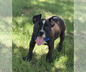 American Pit Bull Terrier-American Staffordshire Terrier Mix Dogs for adoption in Phoenix, AZ, USA