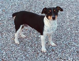 Medium Photo #1 Rat Terrier-Unknown Mix Puppy For Sale in Pawtucket, RI, USA