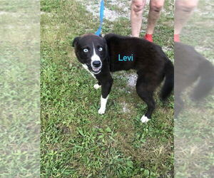 Australian Shepherd-German Shepherd Dog Mix Dogs for adoption in Aurora, IN, USA