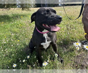 Mutt Dogs for adoption in McKinleyville, CA, USA
