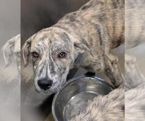 Labrador Retriever-Plott Hound Mix Dogs for adoption in Rockwall, TX, USA