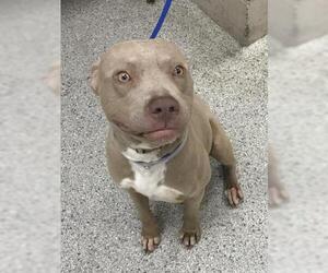 American Pit Bull Terrier Dogs for adoption in Conroe, TX, USA