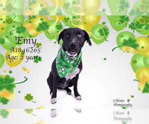 Labrador Retriever-Unknown Mix Dogs for adoption in Riverside, CA, USA