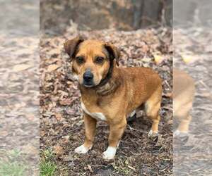 Mutt Dogs for adoption in Clarkesville, GA, USA