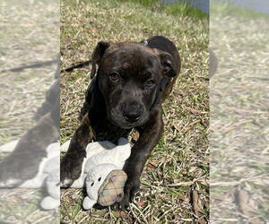 Bulldog-Labrador Retriever Mix Dogs for adoption in Tarrytown, GA, USA