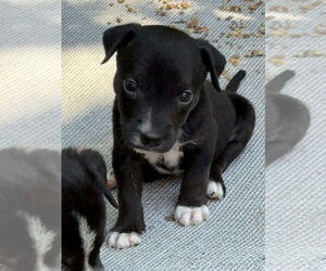 Rat Terrier-Unknown Mix Dogs for adoption in Bolivar, MO, USA